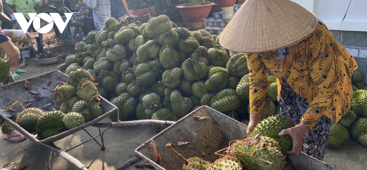 Mưa to trái mùa làm rơi rụng hơn trăm tấn trái sầu riêng ở Tiền Giang - Ảnh 1.