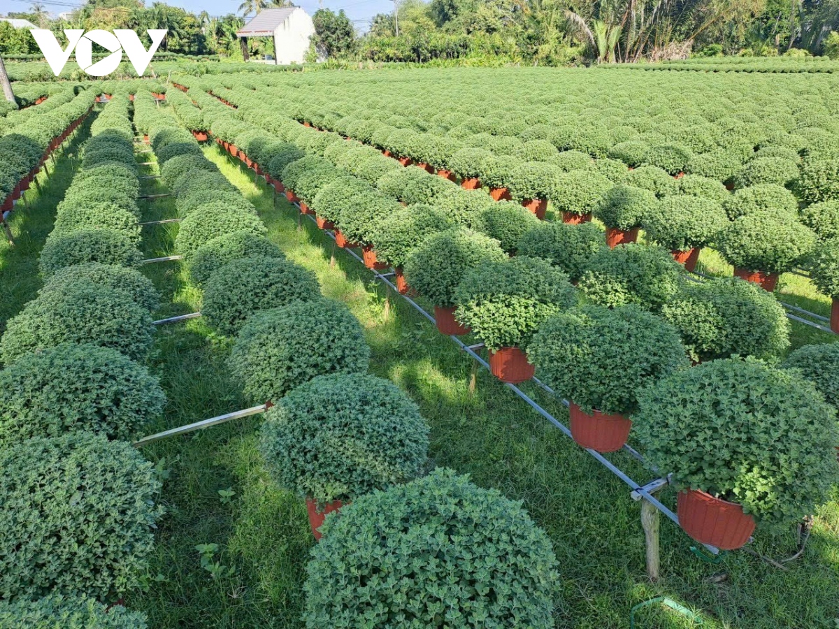 Mưa to trái mùa làm rơi rụng hơn trăm tấn trái sầu riêng ở Tiền Giang - Ảnh 2.