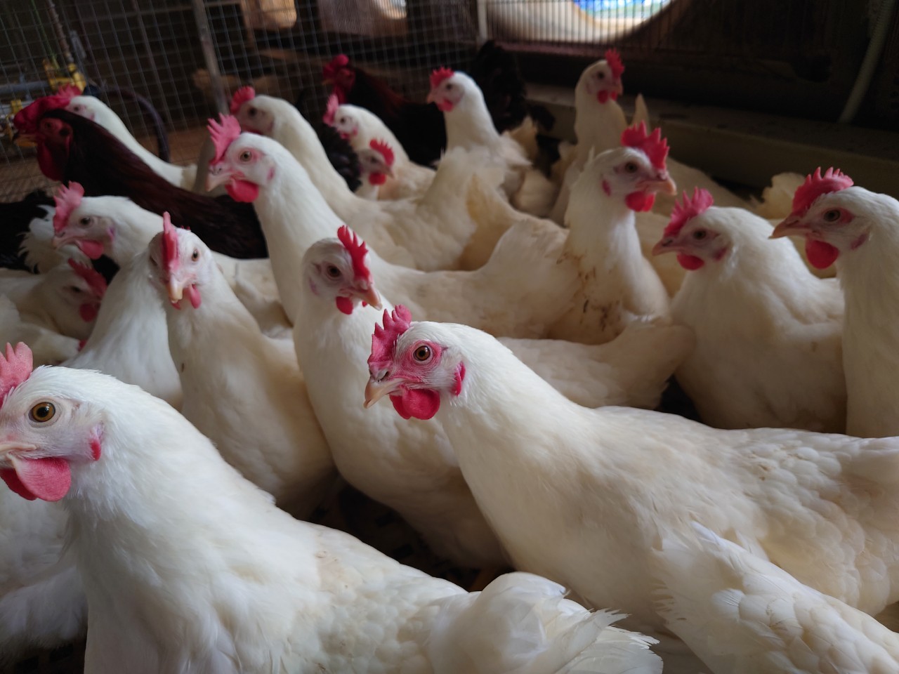 Hòa Phát bán 300 triệu quả trứng gà năm 2023, đã xuất khẩu sang Lào, Campuchia - Ảnh 2.