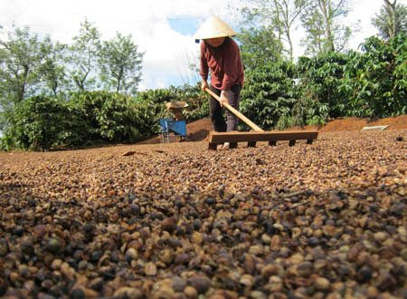 Loại hạt tỷ đô của Việt Nam từ Đông sang Tây ai cũng mê: giá trong nước lập đỉnh lịch sử, nước ta xuất khẩu thứ 2 thế giới - Ảnh 1.