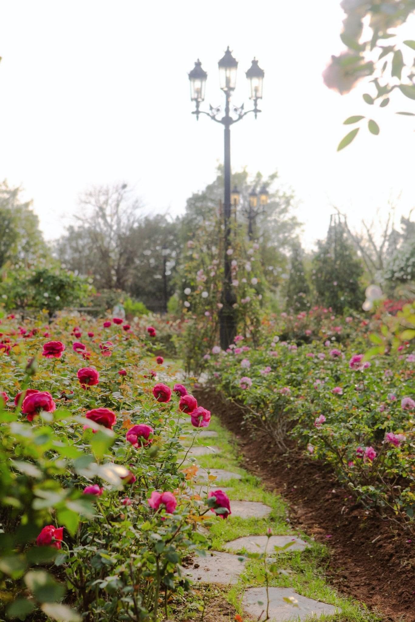 Trường đại học gây sốt với vườn hồng hàng trăm loại đẹp như cổ tích: Chỉ ngắm thôi cũng đã đầy cảm hứng học tập- Ảnh 4.