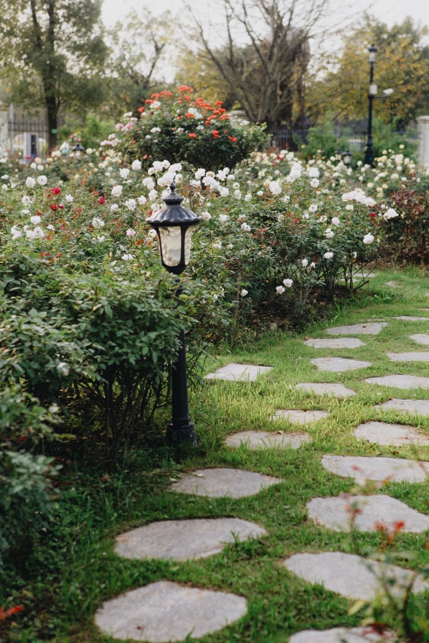 Trường đại học gây sốt với vườn hồng hàng trăm loại đẹp như cổ tích: Chỉ ngắm thôi cũng đã đầy cảm hứng học tập- Ảnh 3.