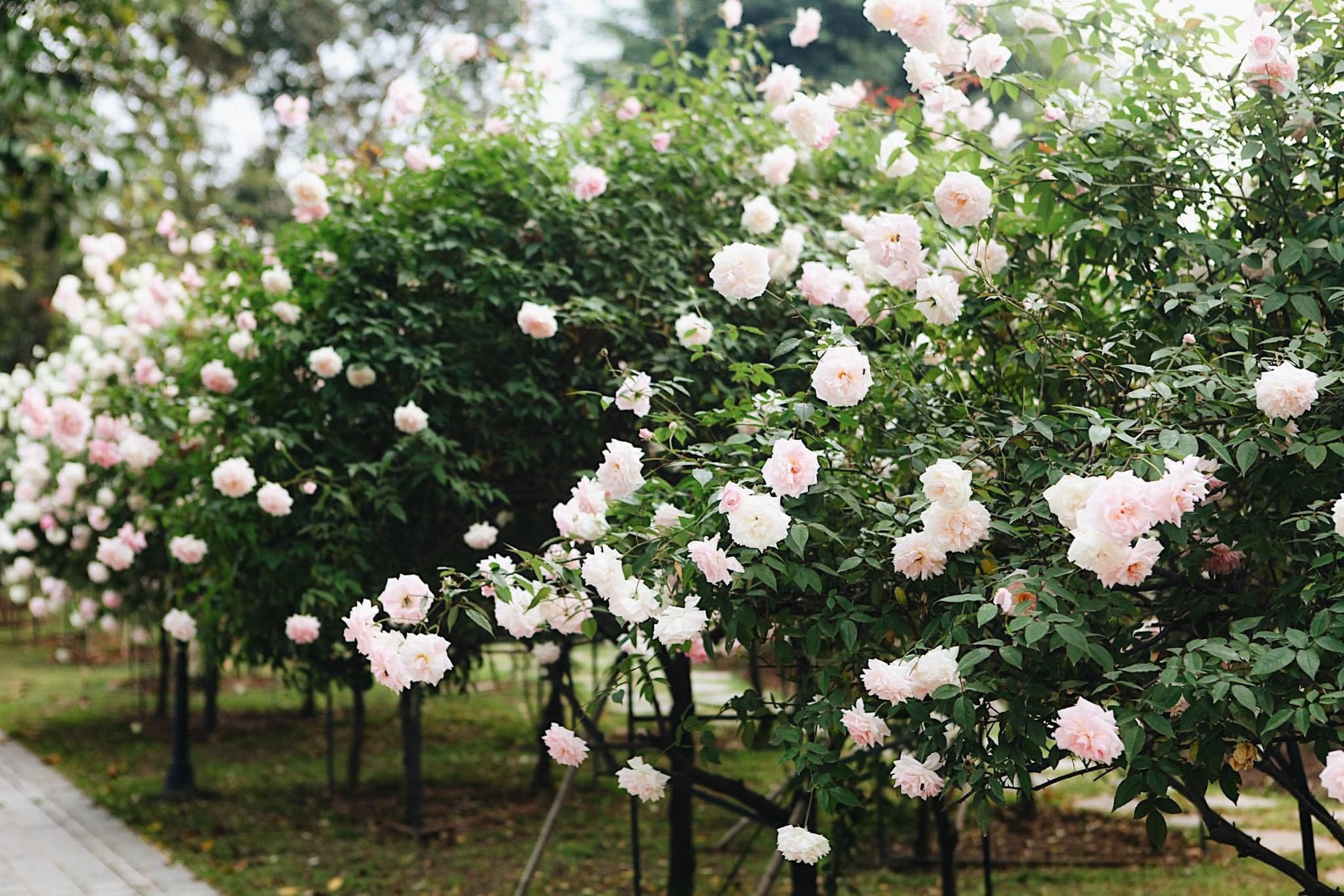 Trường đại học gây sốt với vườn hồng hàng trăm loại đẹp như cổ tích: Chỉ ngắm thôi cũng đã đầy cảm hứng học tập- Ảnh 2.
