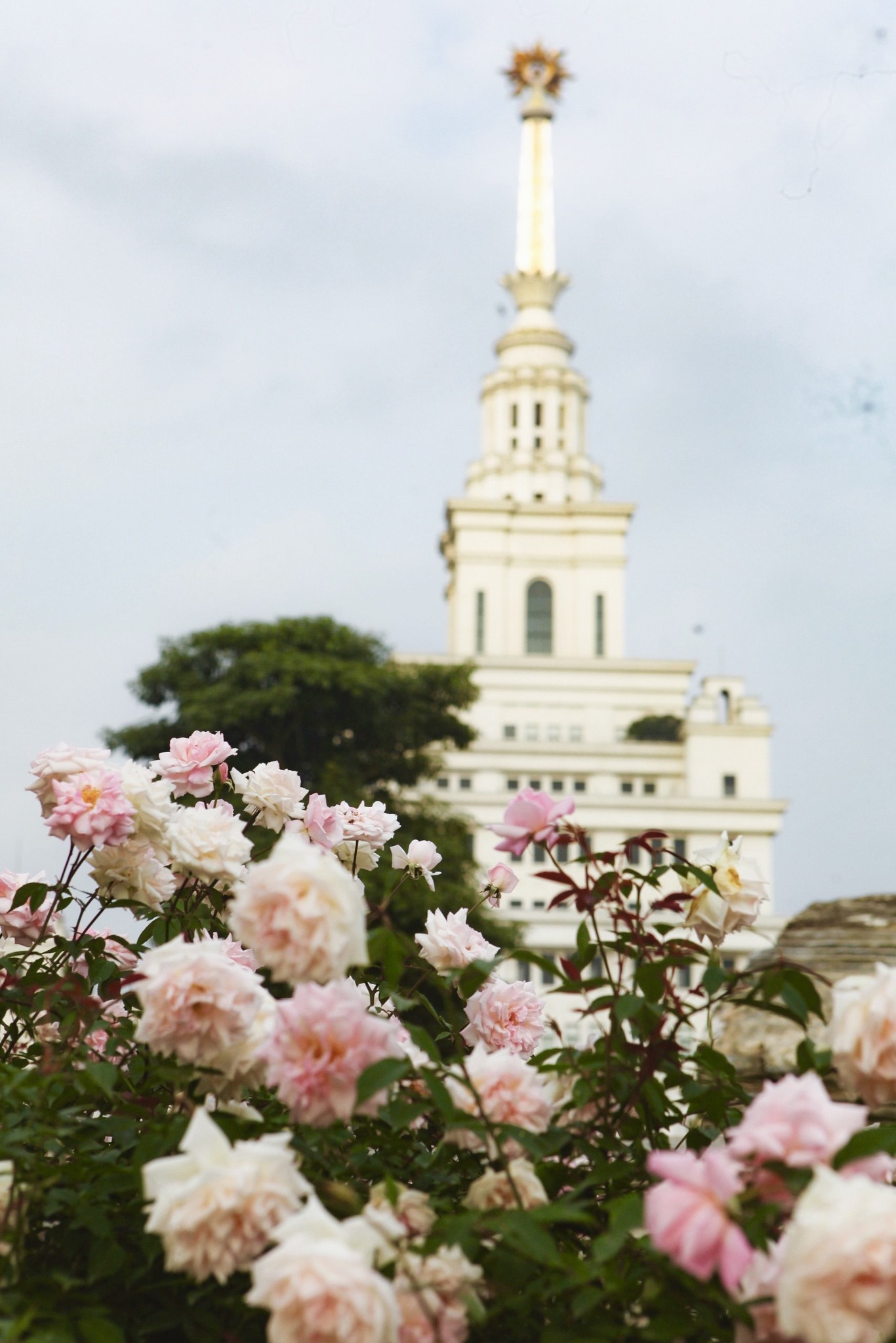 Trường đại học gây sốt với vườn hồng hàng trăm loại đẹp như cổ tích: Chỉ ngắm thôi cũng đã đầy cảm hứng học tập- Ảnh 13.