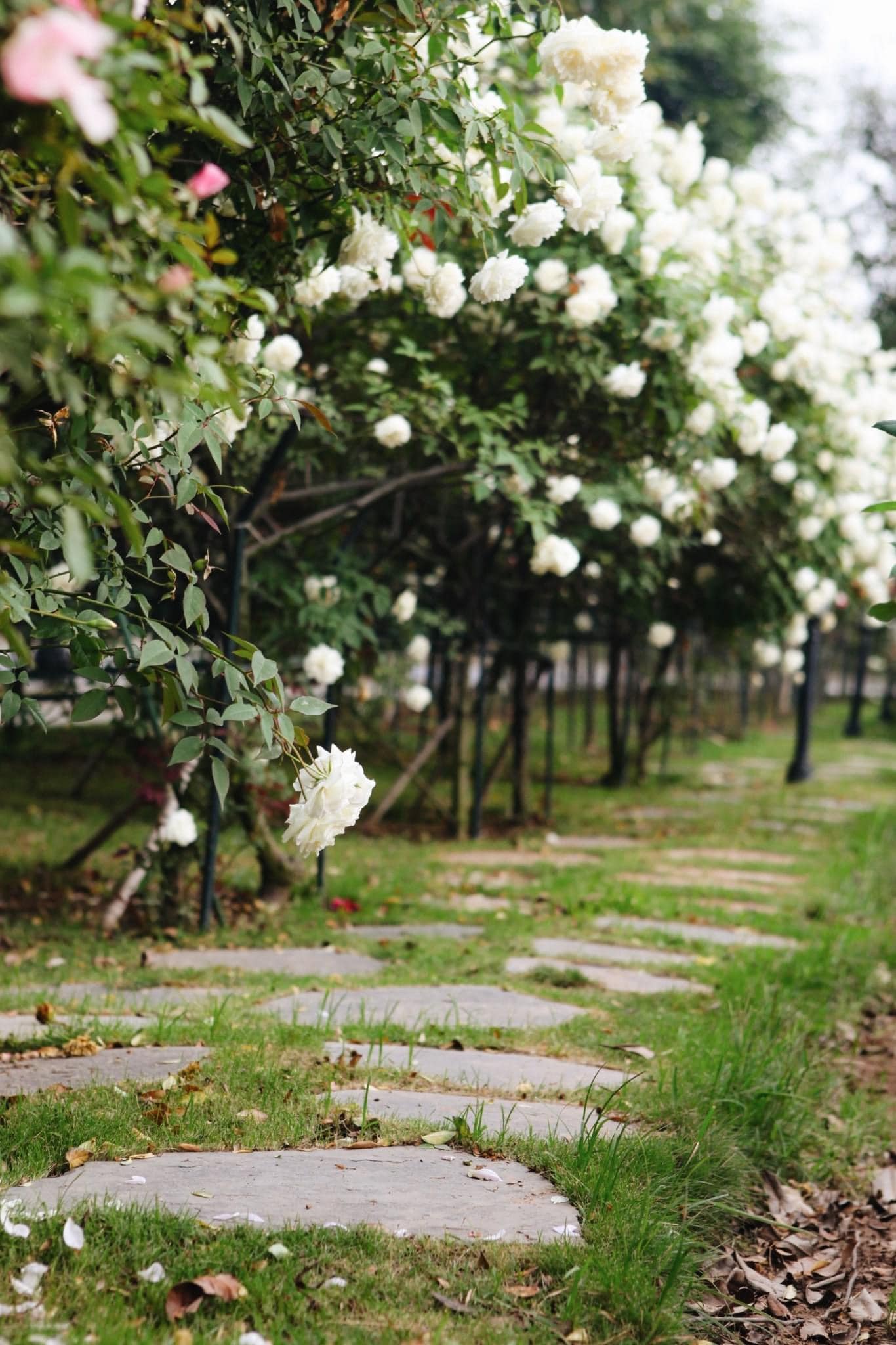 Trường đại học gây sốt với vườn hồng hàng trăm loại đẹp như cổ tích: Chỉ ngắm thôi cũng đã đầy cảm hứng học tập- Ảnh 1.