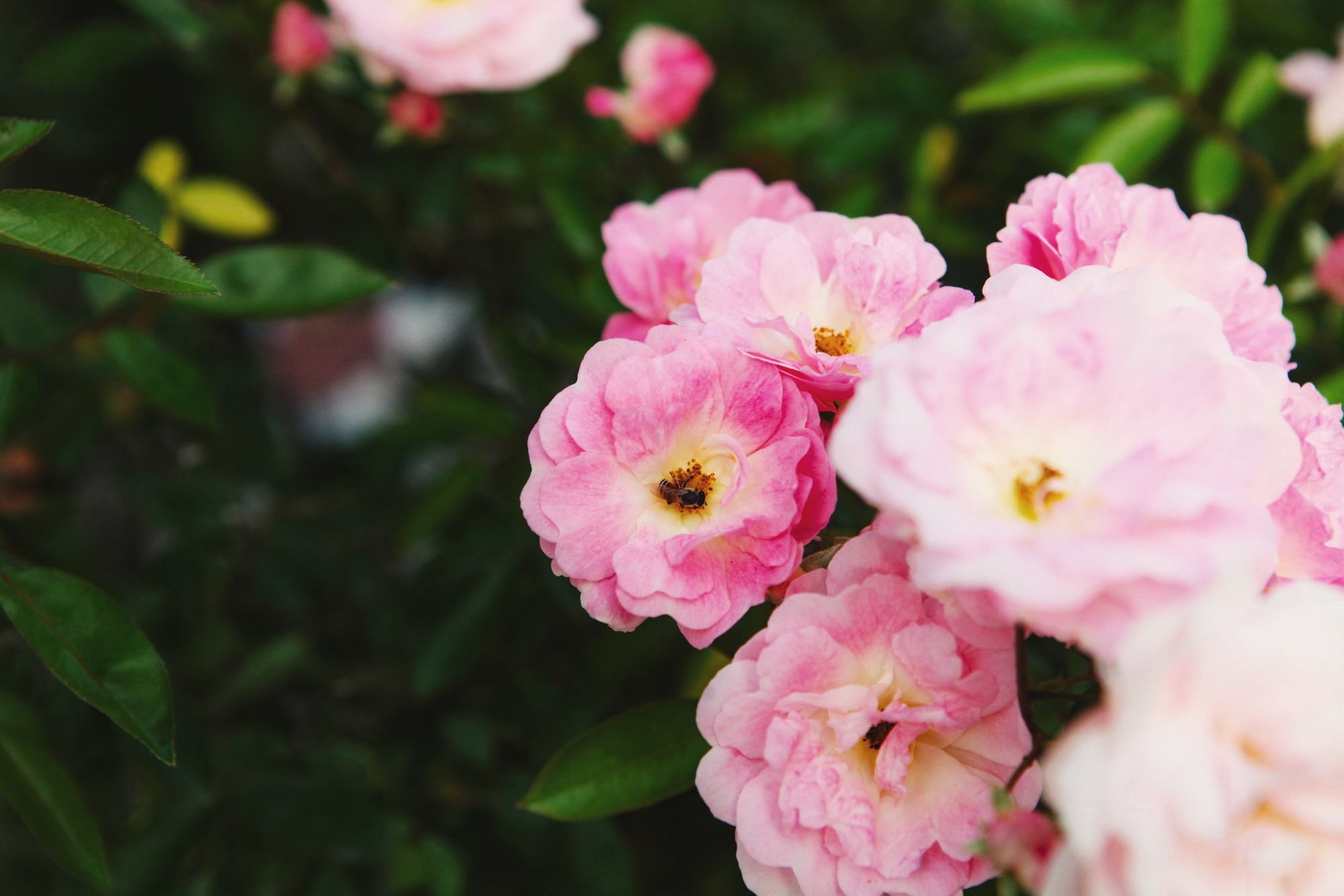 Trường đại học gây sốt với vườn hồng hàng trăm loại đẹp như cổ tích: Chỉ ngắm thôi cũng đã đầy cảm hứng học tập- Ảnh 5.