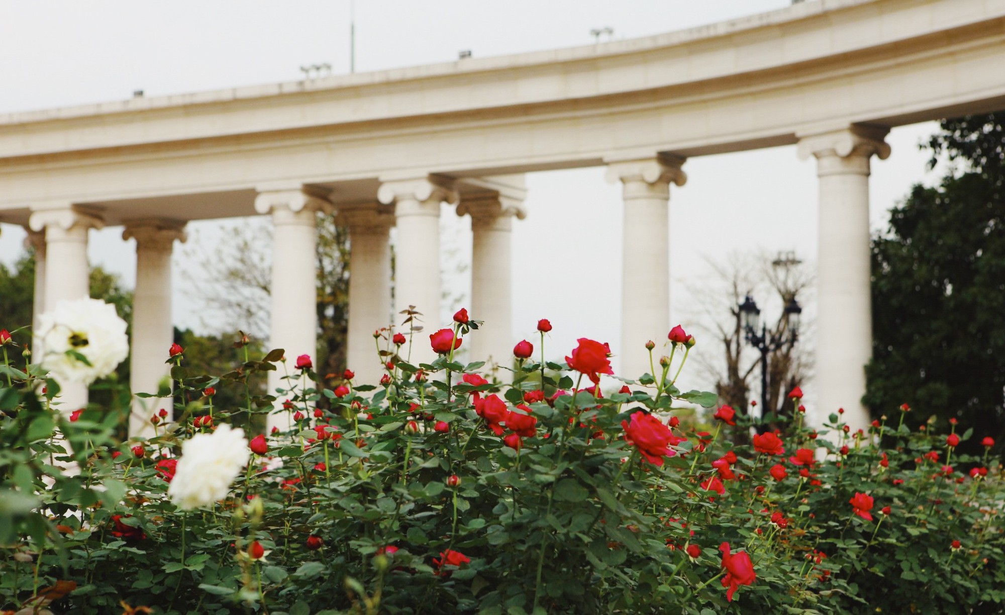 Trường đại học gây sốt với vườn hồng hàng trăm loại đẹp như cổ tích: Chỉ ngắm thôi cũng đã đầy cảm hứng học tập- Ảnh 9.