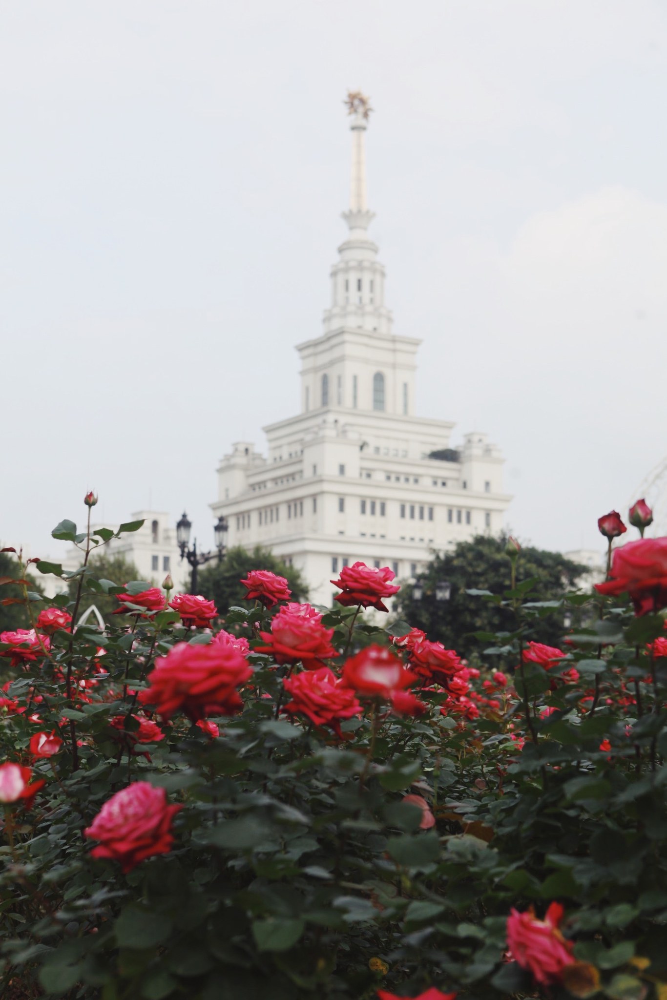 Trường đại học gây sốt với vườn hồng hàng trăm loại đẹp như cổ tích: Chỉ ngắm thôi cũng đã đầy cảm hứng học tập- Ảnh 10.