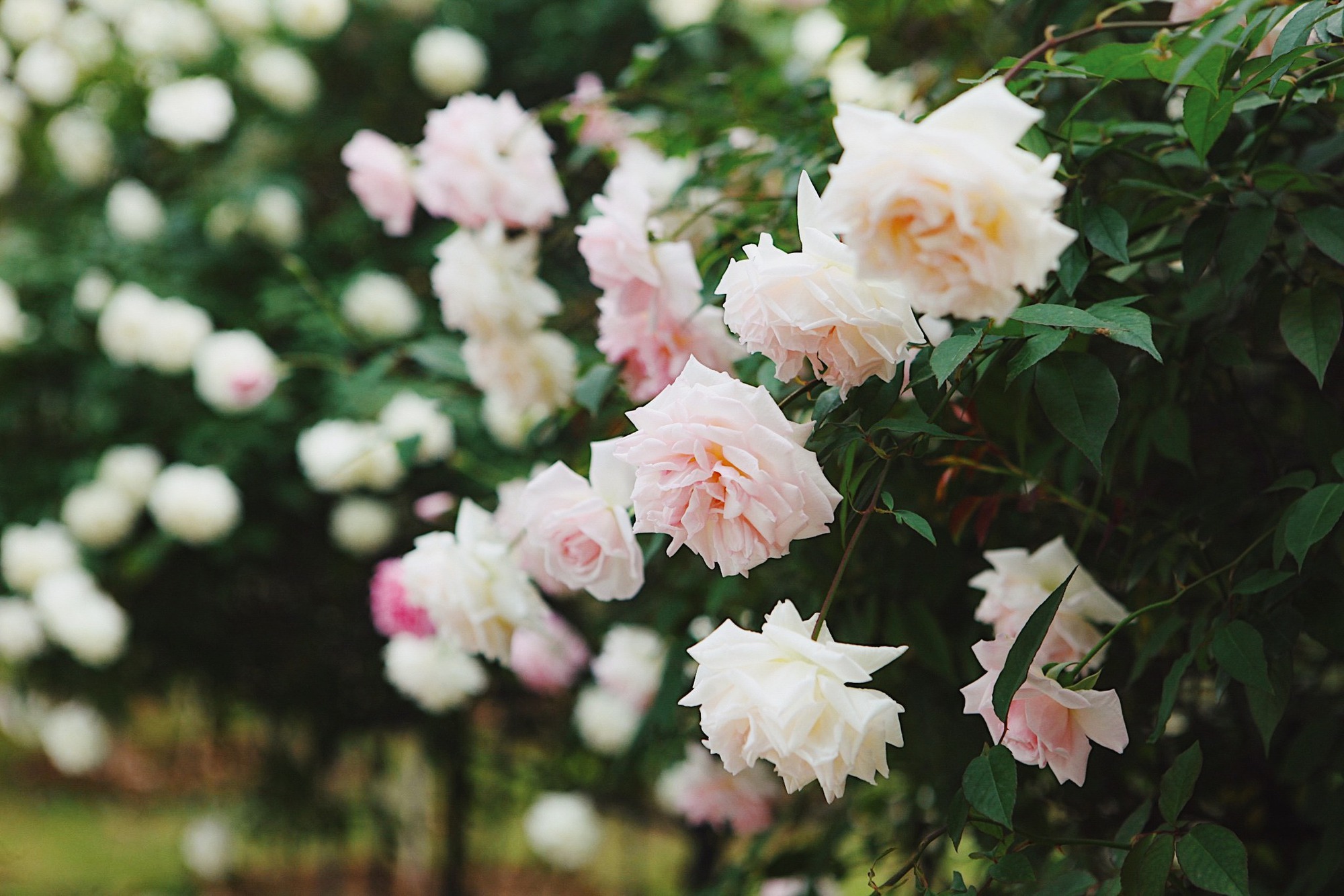 Trường đại học gây sốt với vườn hồng hàng trăm loại đẹp như cổ tích: Chỉ ngắm thôi cũng đã đầy cảm hứng học tập- Ảnh 6.