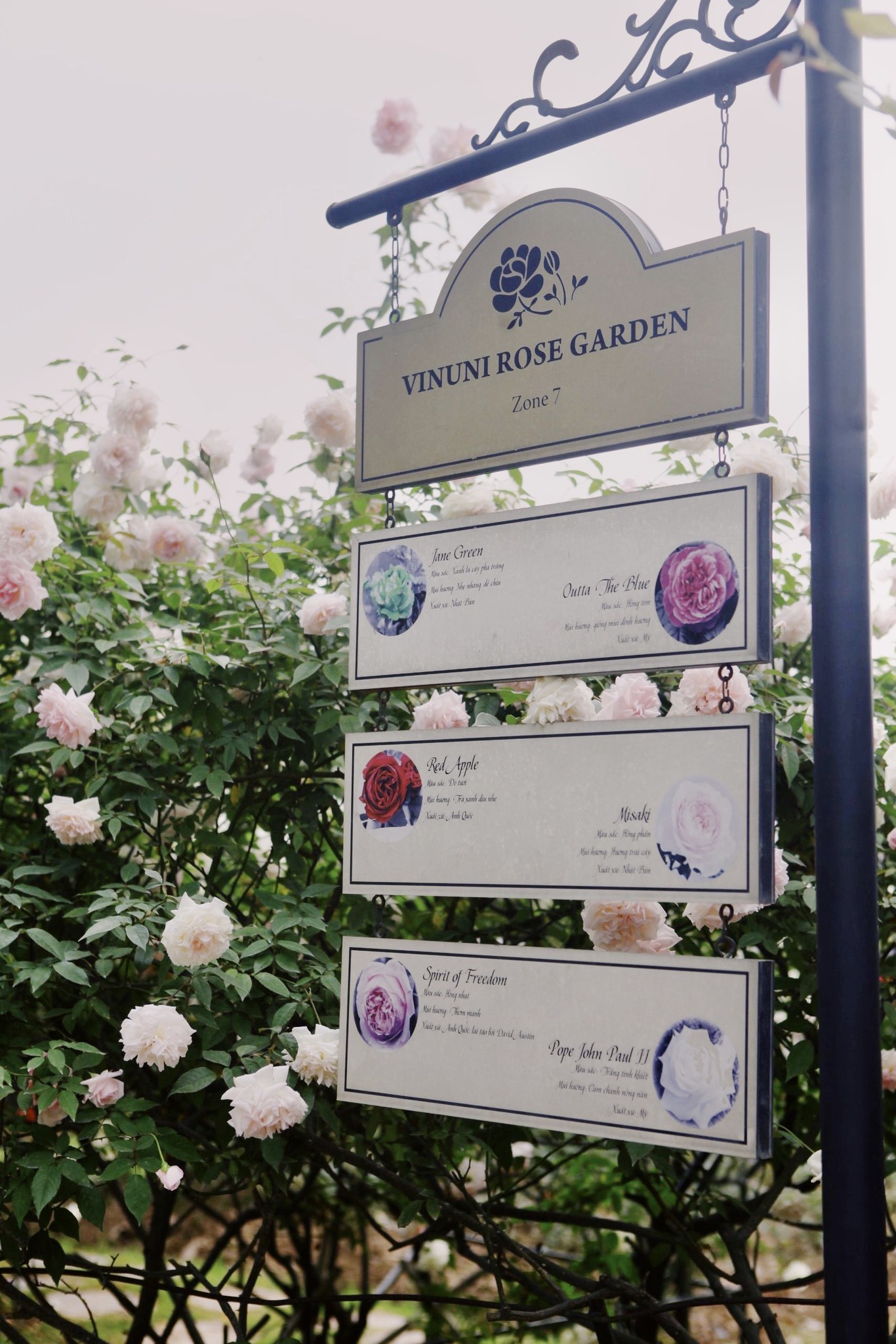 Trường đại học gây sốt với vườn hồng hàng trăm loại đẹp như cổ tích: Chỉ ngắm thôi cũng đã đầy cảm hứng học tập- Ảnh 12.