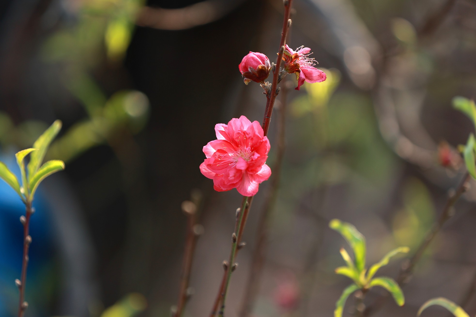Người trồng đào Nhật Tân ngóng thời tiết, thấp thỏm lo hoa nở sớm - Ảnh 11.