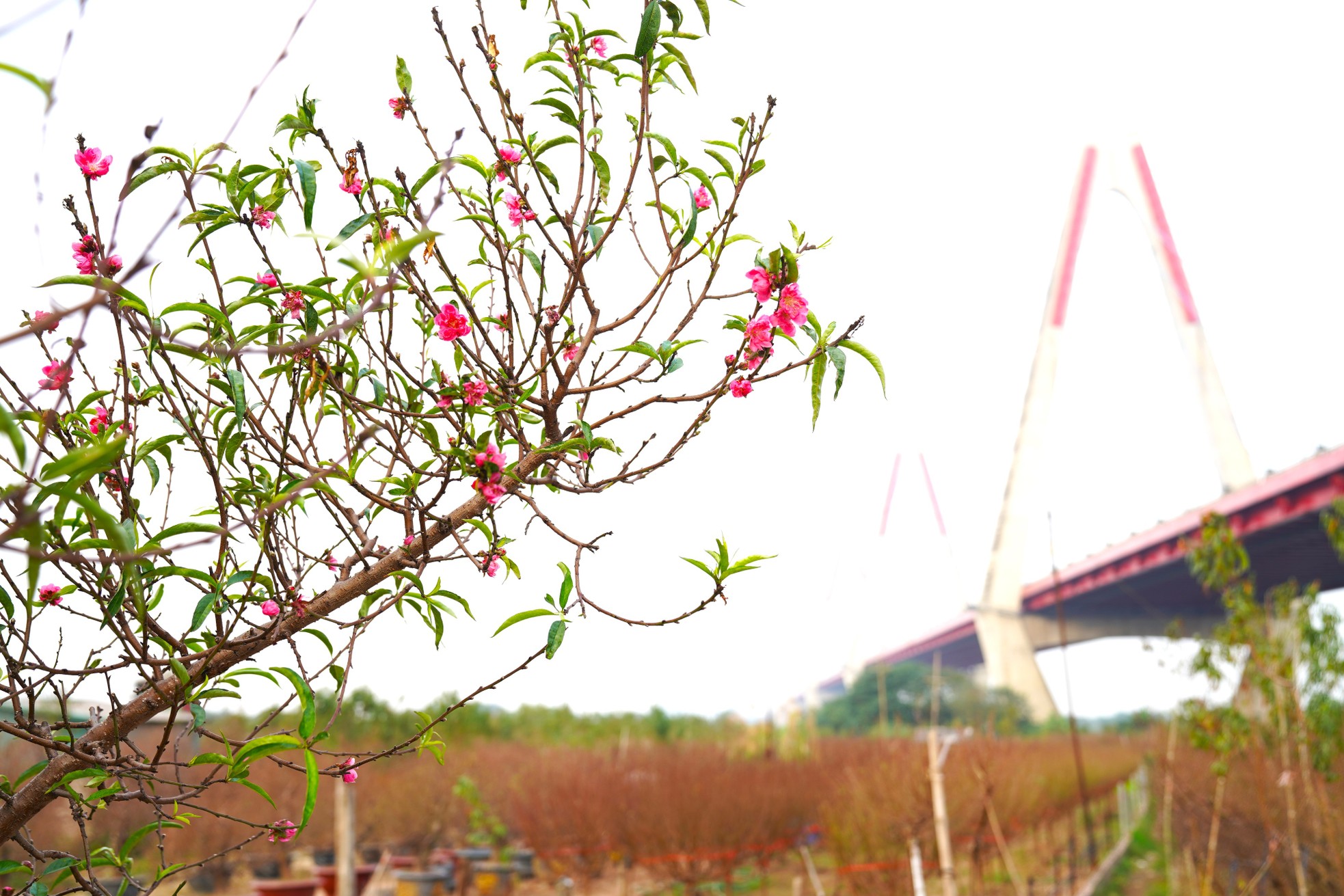 Người trồng đào Nhật Tân ngóng thời tiết, thấp thỏm lo hoa nở sớm - Ảnh 10.