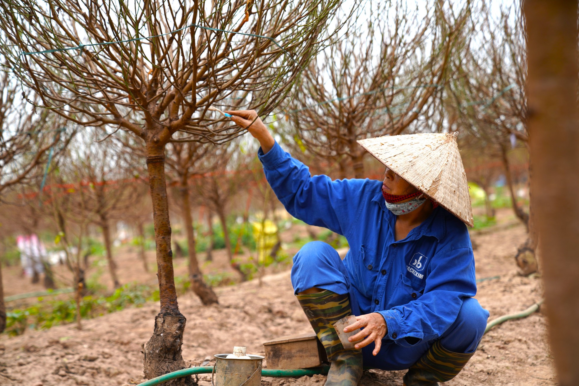 Người trồng đào Nhật Tân ngóng thời tiết, thấp thỏm lo hoa nở sớm - Ảnh 3.