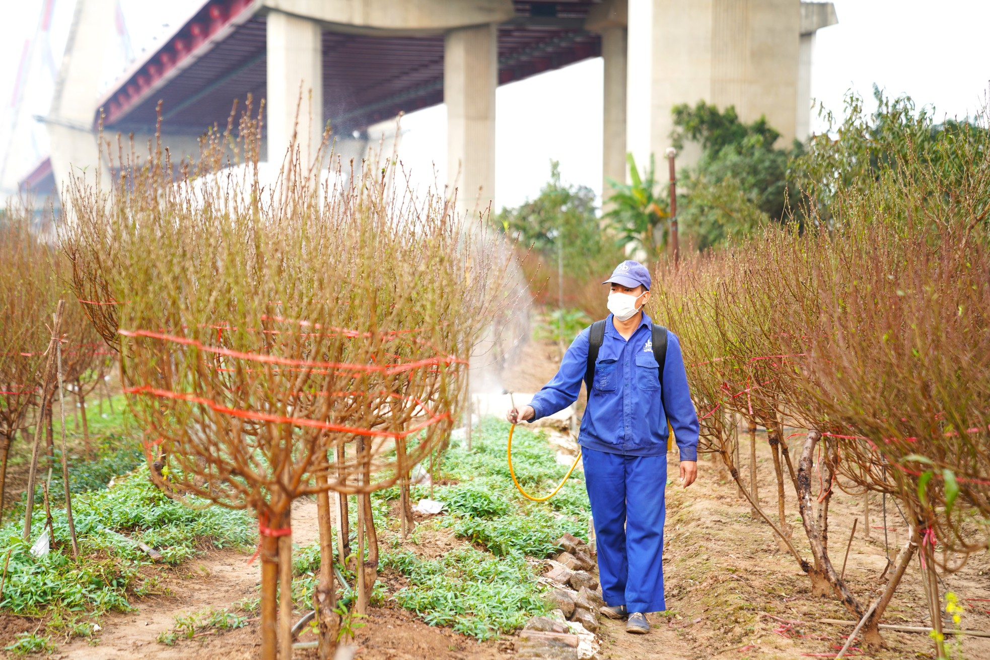 Người trồng đào Nhật Tân ngóng thời tiết, thấp thỏm lo hoa nở sớm - Ảnh 5.