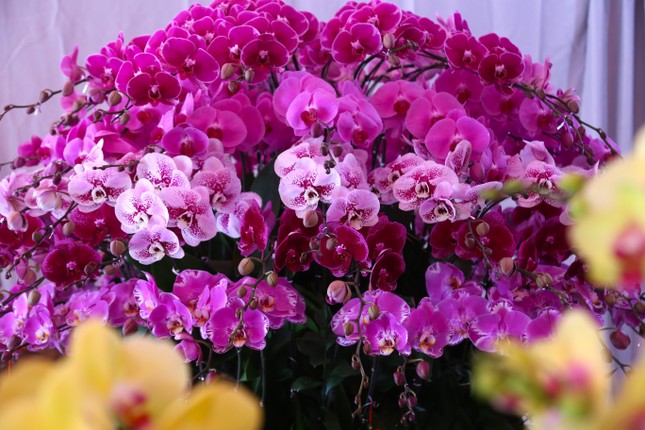 Thợ cắm hoa lan 'chạy sô' dịp Tết, thu nhập tiền triệu mỗi ngày - Ảnh 10.