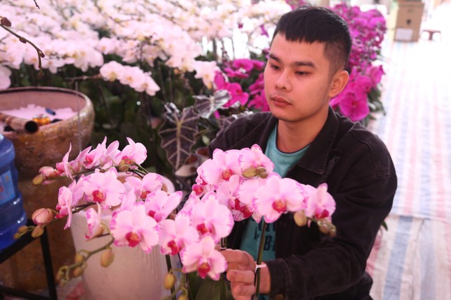 Thợ cắm hoa lan 'chạy sô' dịp Tết, thu nhập tiền triệu mỗi ngày - Ảnh 11.