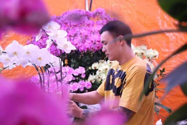 Thợ cắm hoa lan 'chạy sô' dịp Tết, thu nhập tiền triệu mỗi ngày - Ảnh 6.