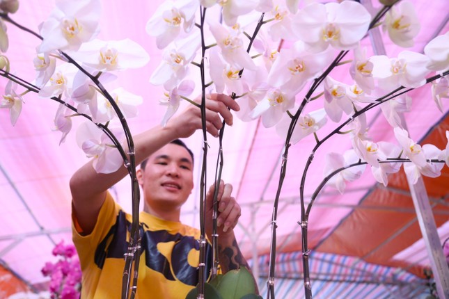 Thợ cắm hoa lan 'chạy sô' dịp Tết, thu nhập tiền triệu mỗi ngày - Ảnh 5.