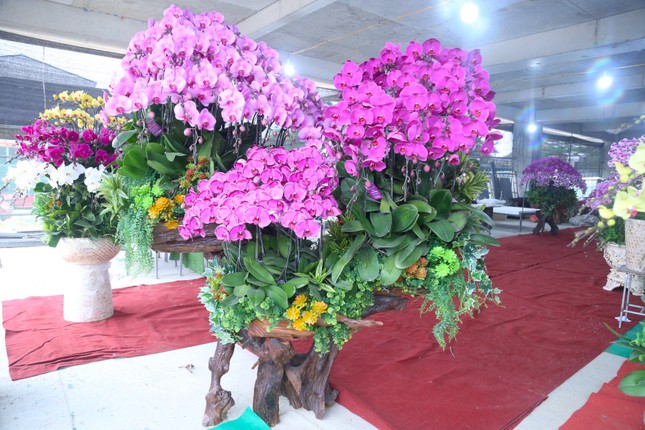 Thợ cắm hoa lan 'chạy sô' dịp Tết, thu nhập tiền triệu mỗi ngày - Ảnh 9.