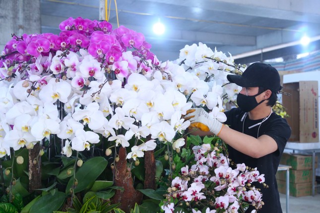 Thợ cắm hoa lan 'chạy sô' dịp Tết, thu nhập tiền triệu mỗi ngày - Ảnh 7.