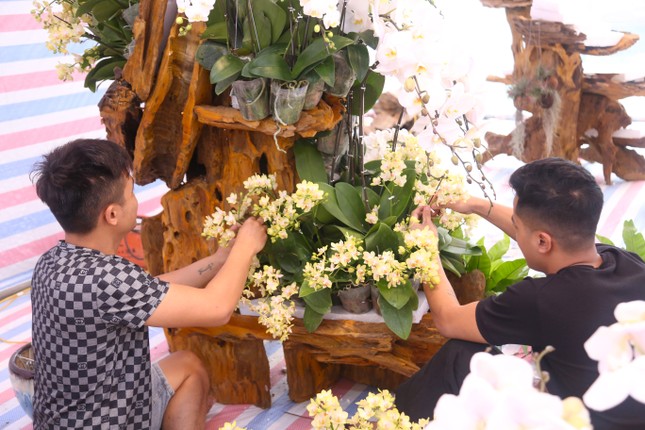 Thợ cắm hoa lan 'chạy sô' dịp Tết, thu nhập tiền triệu mỗi ngày - Ảnh 2.