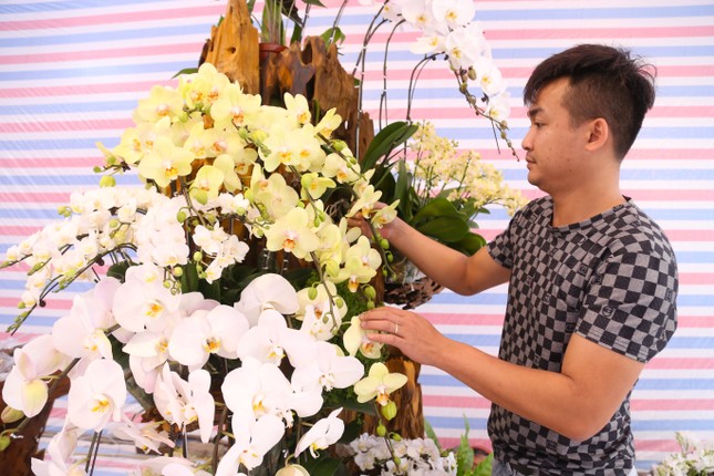 Thợ cắm hoa lan 'chạy sô' dịp Tết, thu nhập tiền triệu mỗi ngày - Ảnh 3.