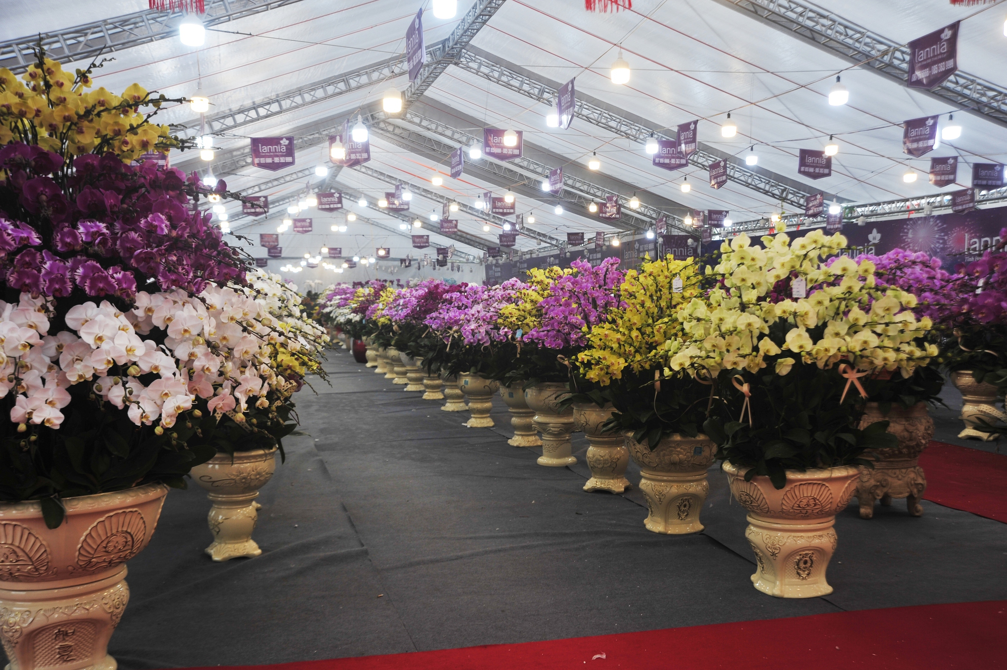 Chiêm ngắm Rồng dát vàng, hoa lan tiền tỷ chào đón năm mới Giáp Thìn 2024 ở Hà Nội- Ảnh 11.