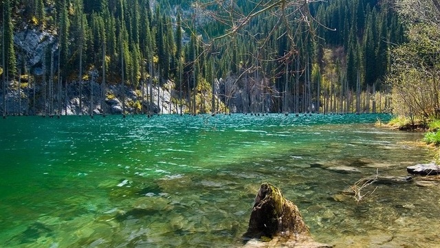 Bí ẩn về khu rừng dưới nước tại hồ Kaindy của Kazakhstan - Ảnh 8.