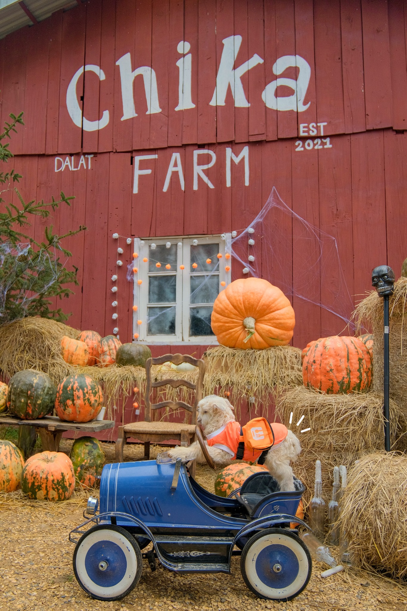 Chika Farm tiết lộ "số phận" vườn thú sau khi đóng cửa, nhiều dân mạng vẫn hi vọng sẽ mở trở lại- Ảnh 6.