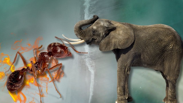 Chuyện &quot;kiến giết voi&quot; có thể xảy ra thật trong tự nhiên không? Nhà khoa học lý giải - Ảnh 3.