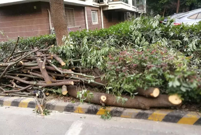 Lão nông chặt cây quế trong sân nhà nhưng hàng xóm bắt bồi thường 1 tỷ đồng: Công an hoà giải, tình làng nghĩa xóm tan nát! - Ảnh 1.