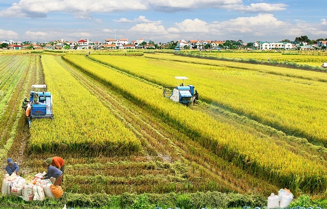 Giá gạo Việt đang tăng vù vù bỗng dưng… bất động - Ảnh 1.