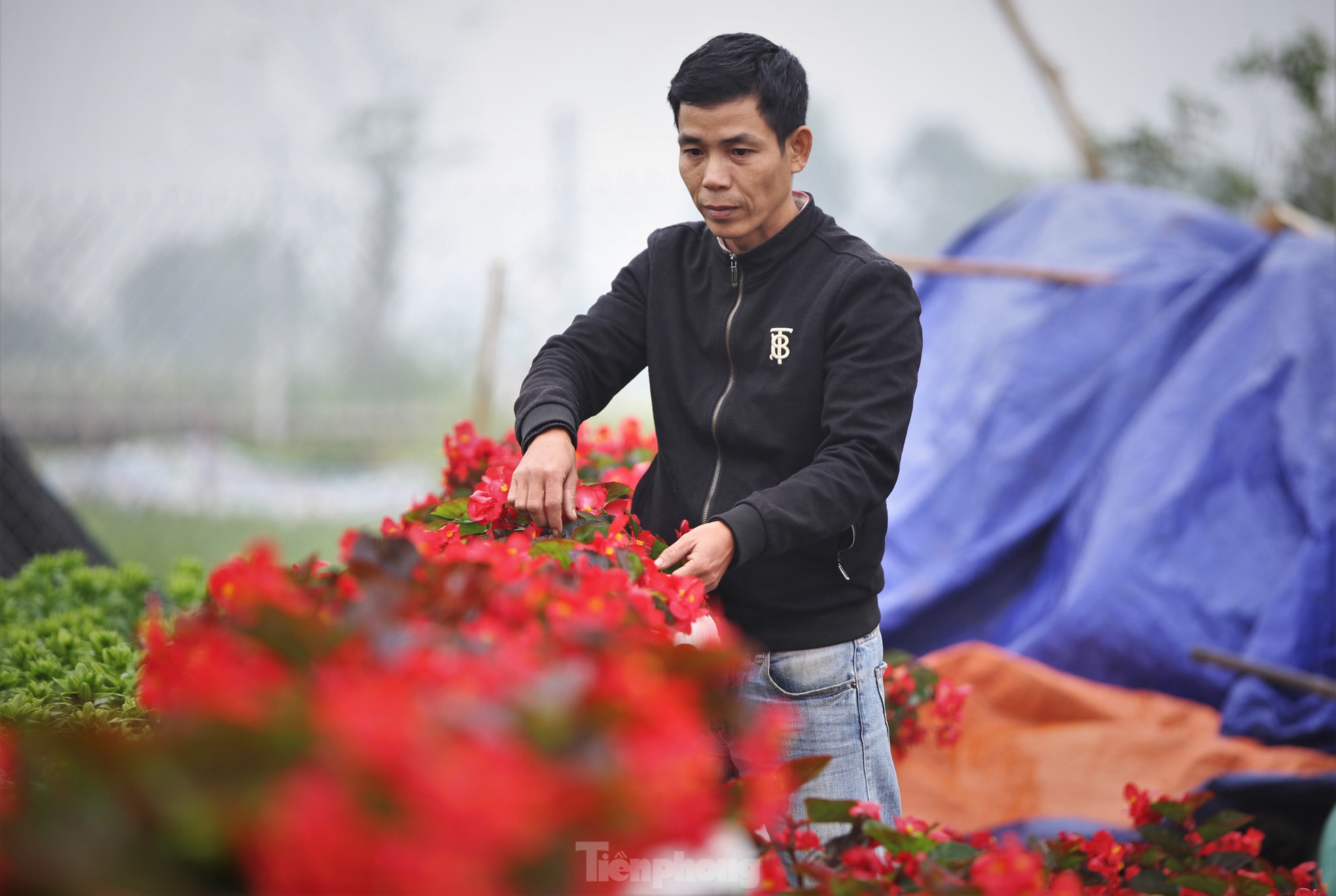 Khu vườn hoa ly 50.000 cây giá tiền tỷ của chàng trai Hà Tĩnh - Ảnh 9.