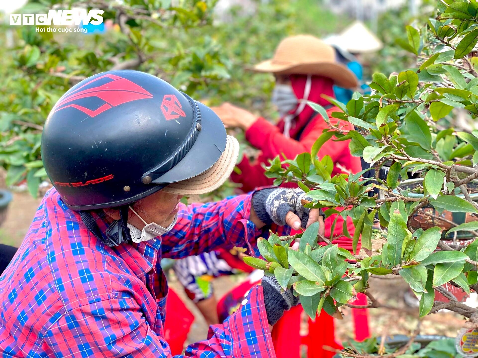 Kiếm tiền triệu mỗi ngày từ việc ngắt lá mai dịp Tết - Ảnh 4.