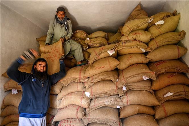 Giá gạo Ấn Độ tăng lên mức cao kỷ lục - Ảnh 1.
