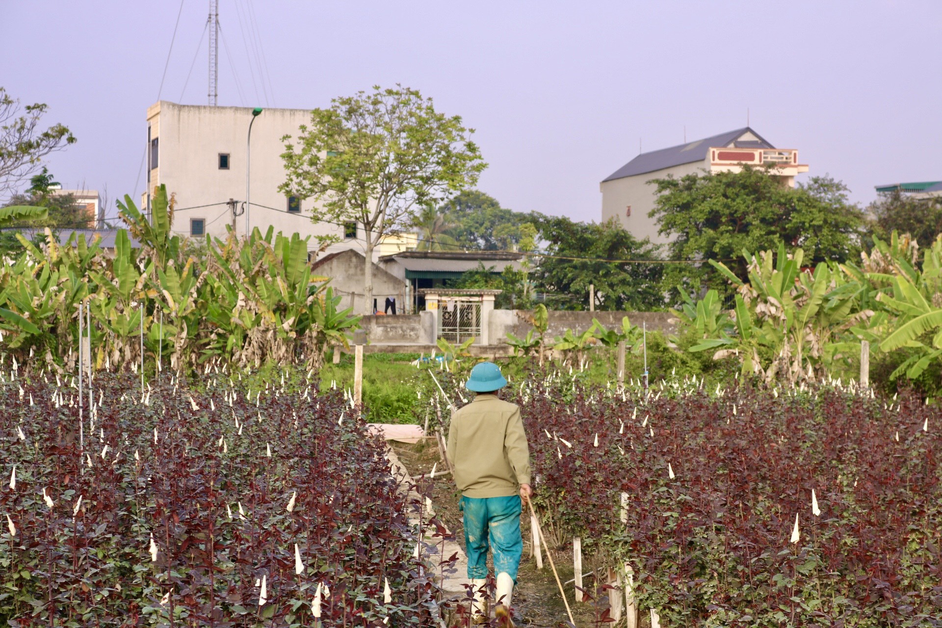 Thủ phủ hoa lớn nhất xứ Thanh: Người làm vườn trông chờ vụ Tết để 'gỡ vốn' - Ảnh 11.