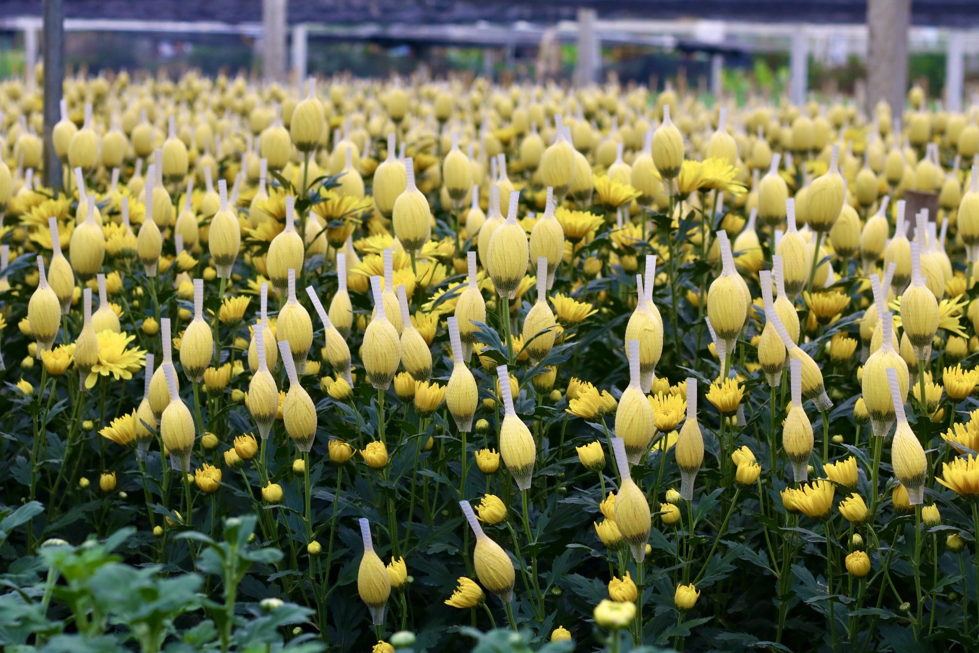 Thủ phủ hoa lớn nhất xứ Thanh: Người làm vườn trông chờ vụ Tết để 'gỡ vốn' - Ảnh 10.