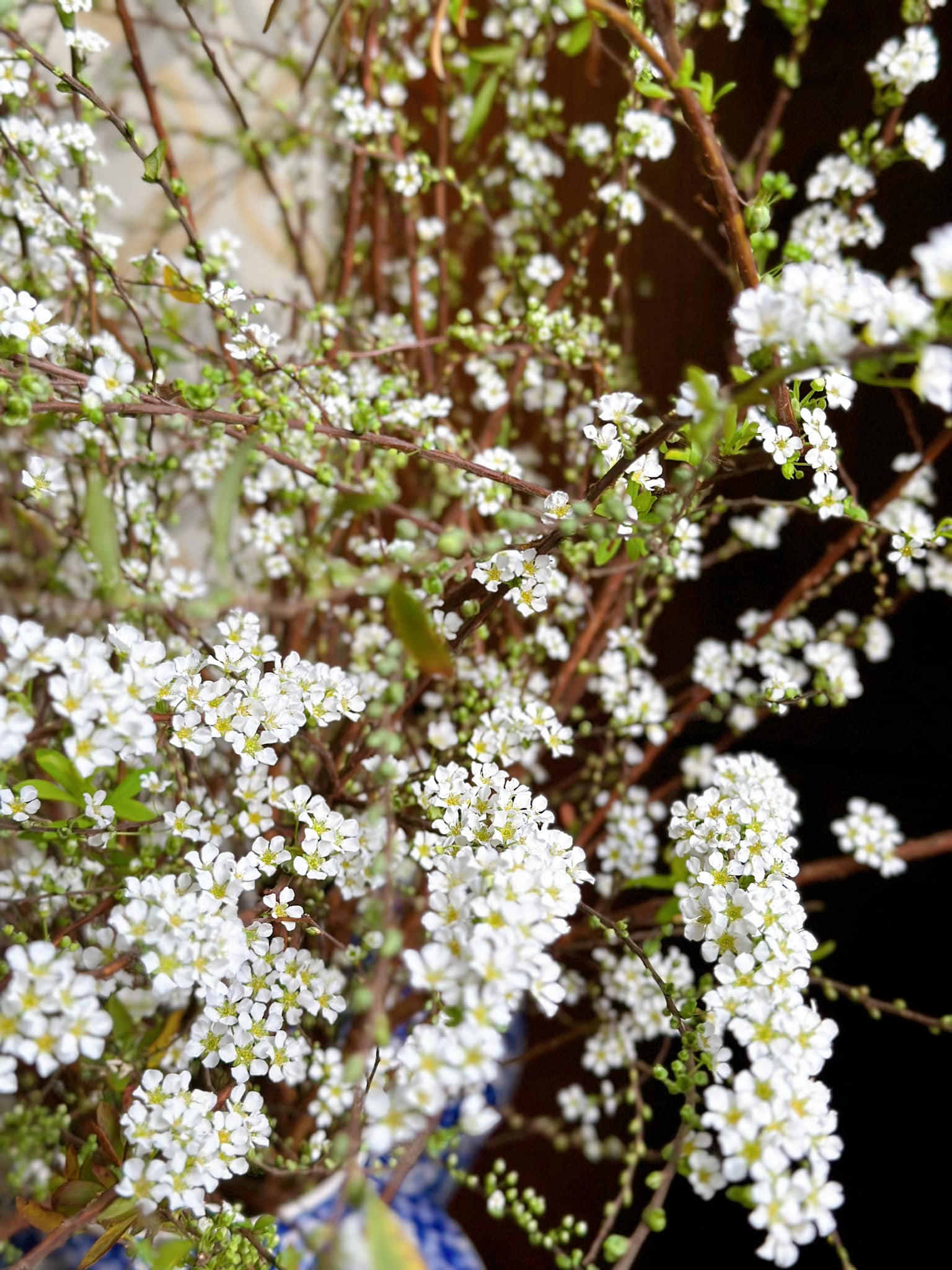 Phân biệt cực nhanh tuyết mai rừng và tuyết mai vườn để biết cách chăm cho ra hoa &quot;chi chít&quot;- Ảnh 16.