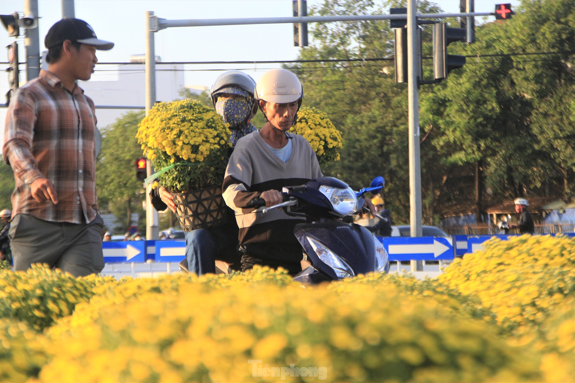 Cúc nở quá sớm, chủ vườn khóc ròng bán tháo trước Tết - Ảnh 15.