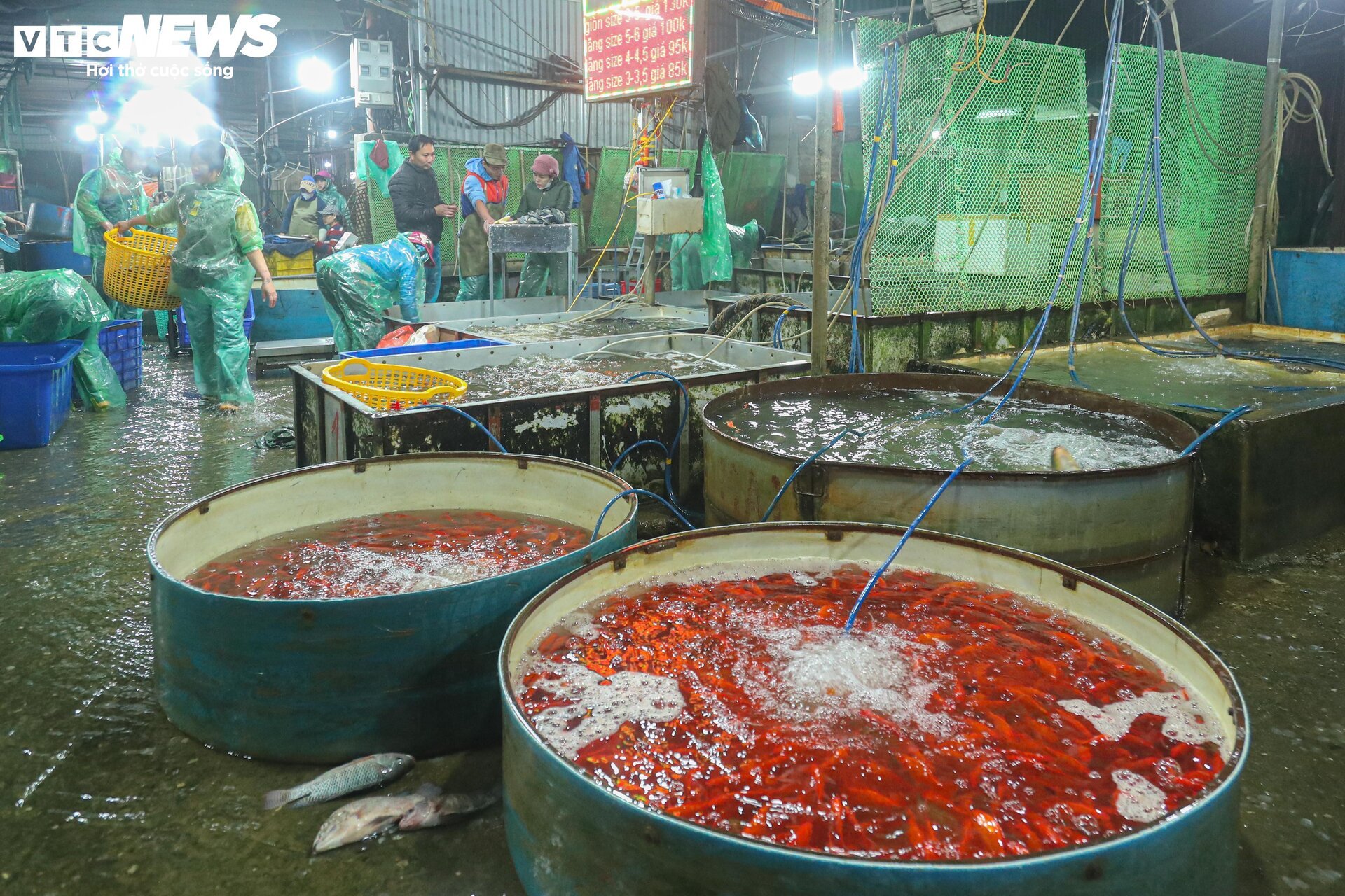 Chợ cá lớn nhất Hà Nội buôn bán xuyên đêm trước ngày ông Công, ông Táo - Ảnh 14.