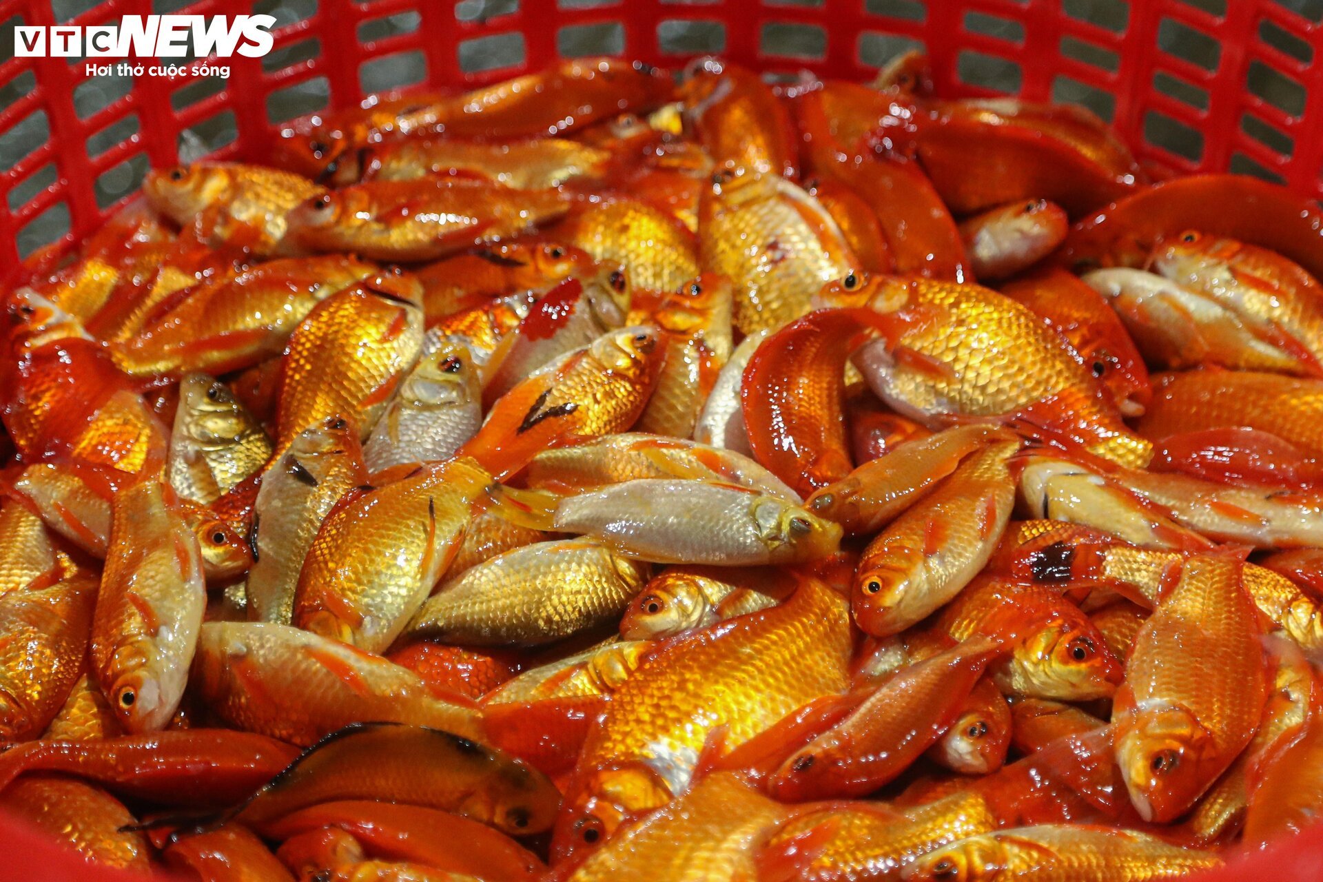Chợ cá lớn nhất Hà Nội buôn bán xuyên đêm trước ngày ông Công, ông Táo - Ảnh 11.