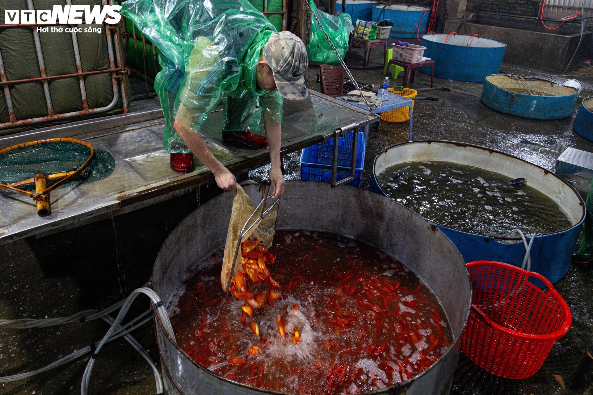 Chợ cá lớn nhất Hà Nội buôn bán xuyên đêm trước ngày ông Công, ông Táo - Ảnh 4.