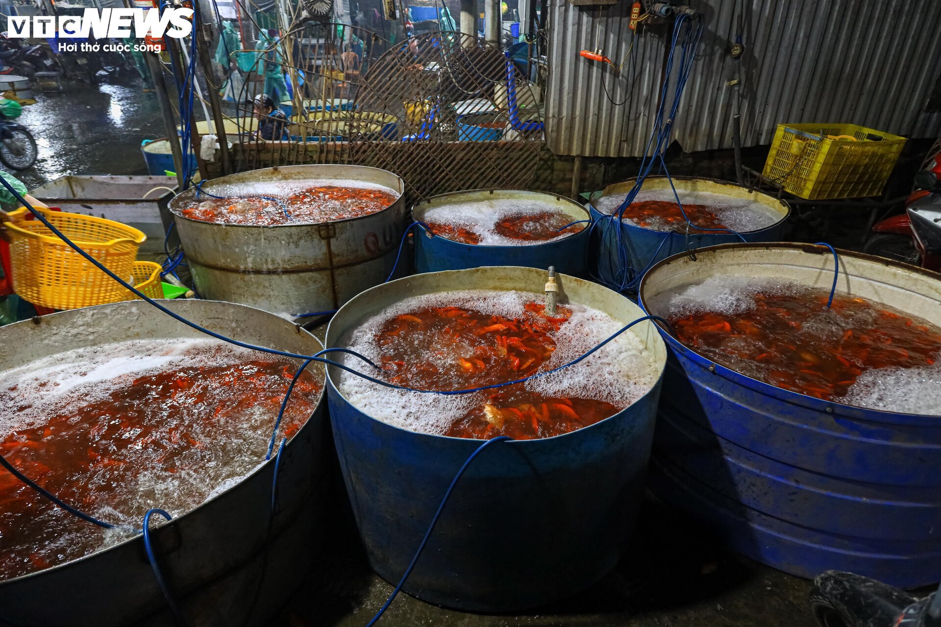 Chợ cá lớn nhất Hà Nội buôn bán xuyên đêm trước ngày ông Công, ông Táo - Ảnh 15.