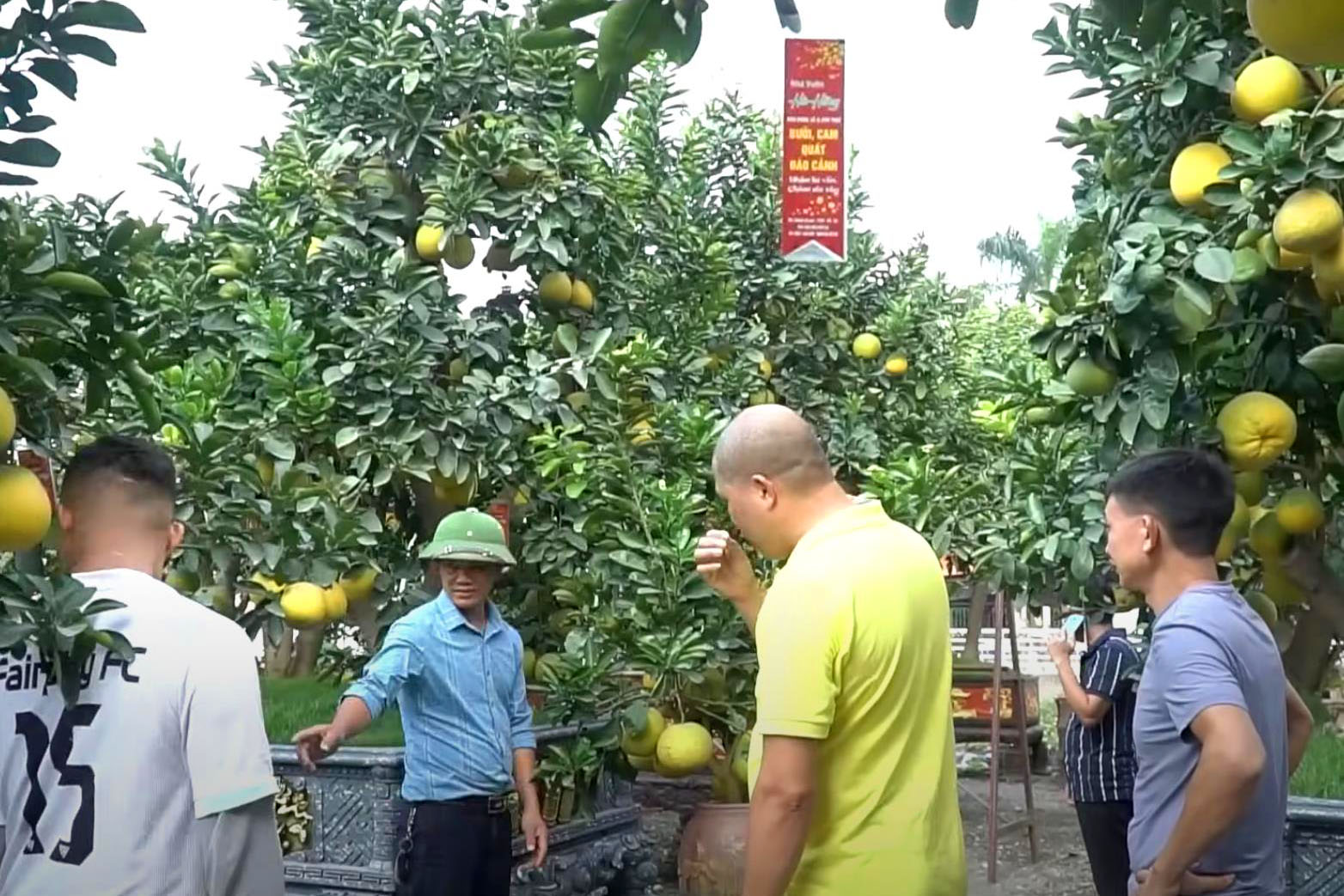 “Đốt tiền” kiểu đại gia: Cây bưởi “cổ thụ” hơn 350 trái, giá thuê Tết trăm triệu vẫn tranh nhau đặt cọc - Ảnh 5.