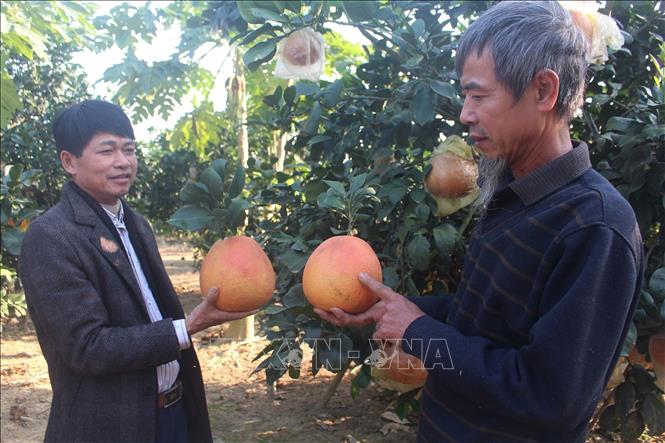 Bưởi đỏ tiến Vua hút khách ngày Tết - Ảnh 1.