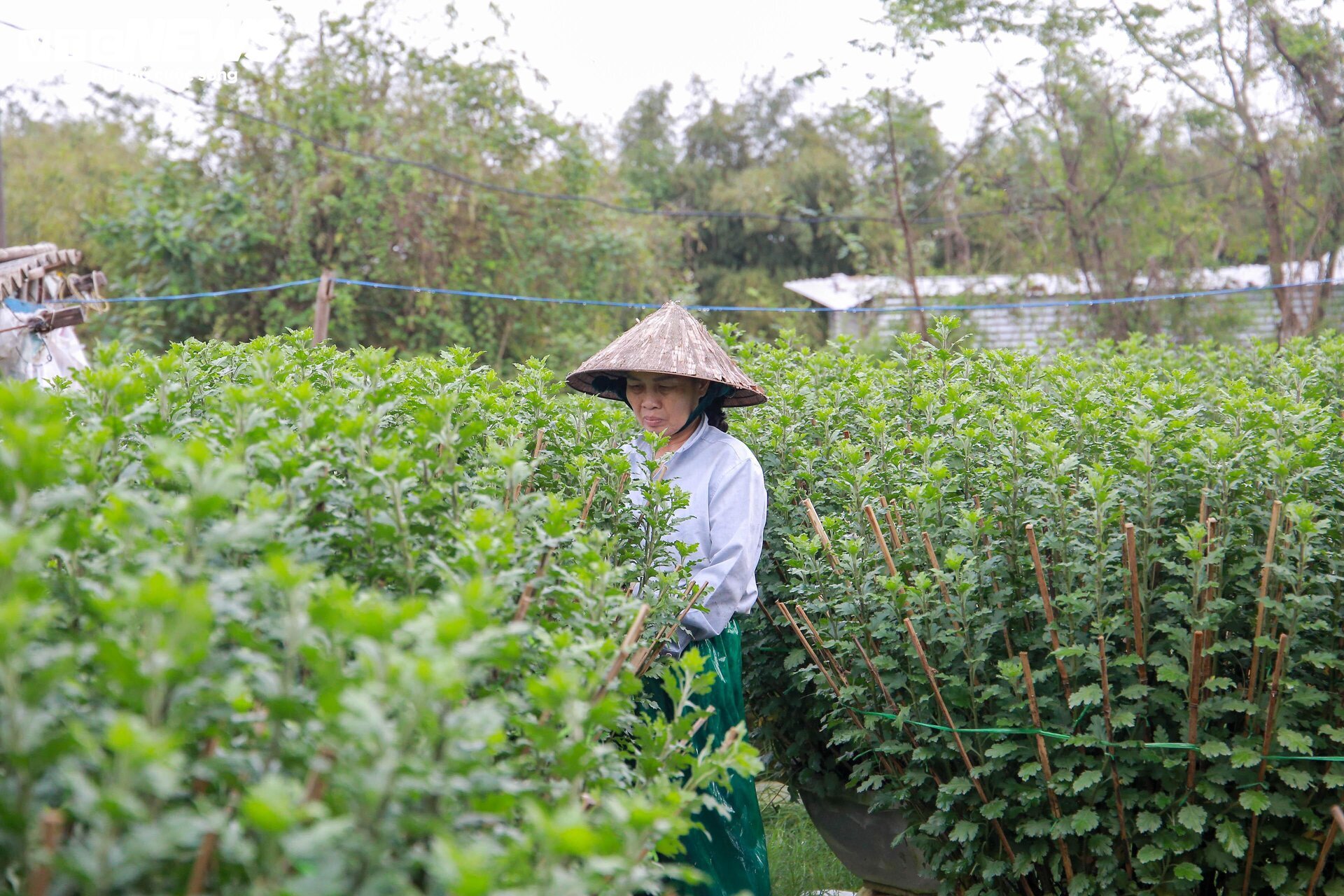 Loài hoa 'đặc biệt' giúp dân xứ Huế thu trăm triệu dịp Tết - Ảnh 13.