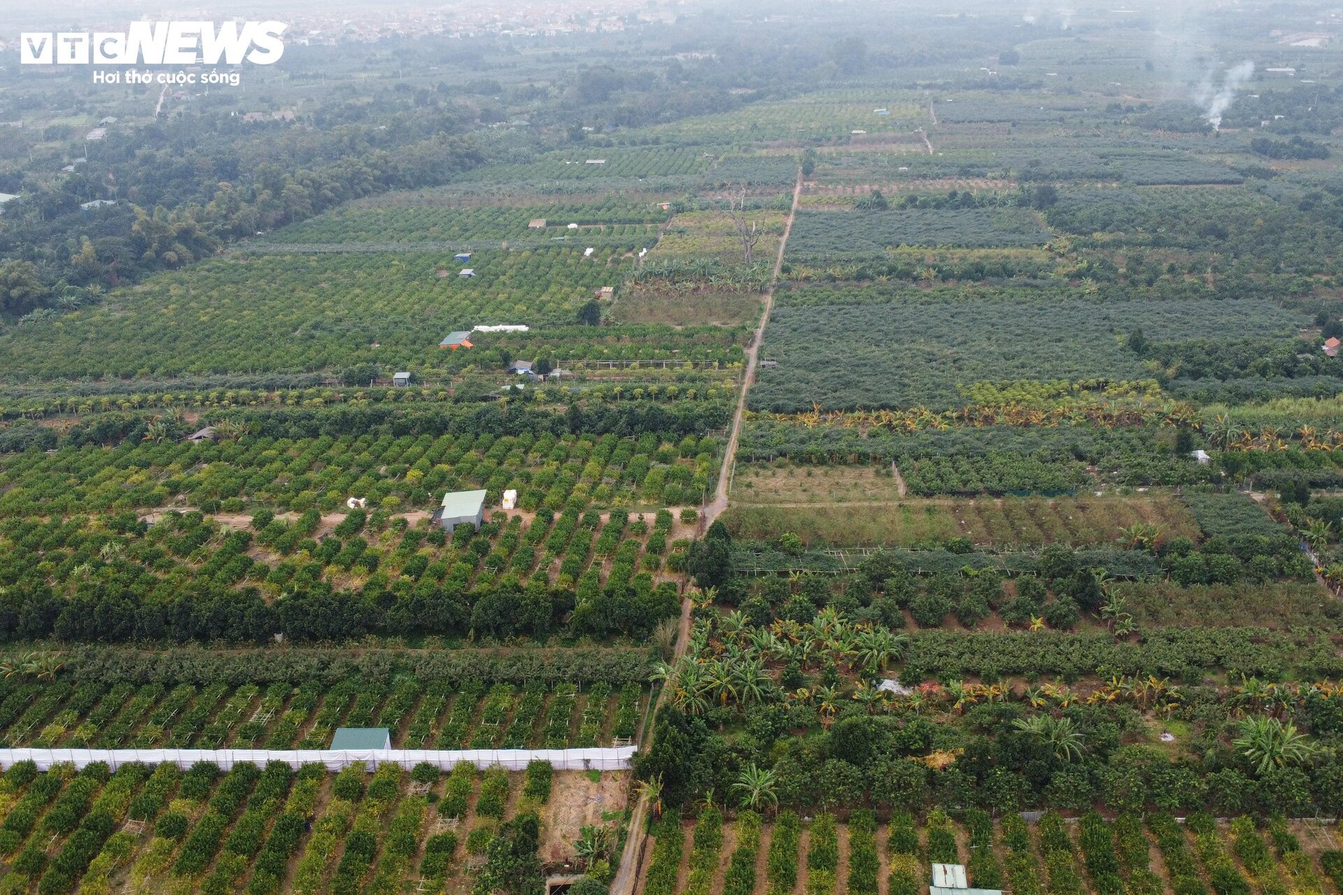 Tất bật thu hoạch, người dân trồng phật thủ ở Hà Nội bội thu - Ảnh 2.