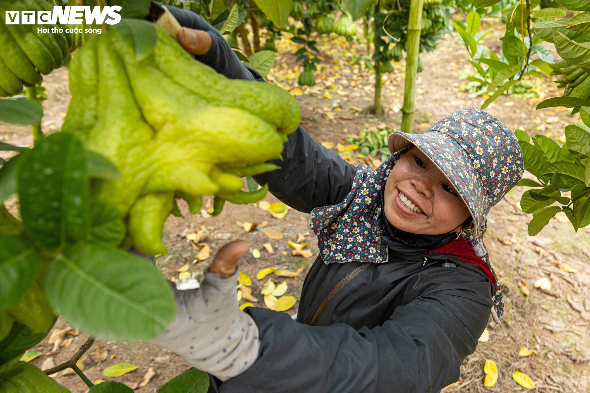 Busy with harvesting, people planted Buddha's hands in Hanoi with a bountiful harvest - Photo 5.