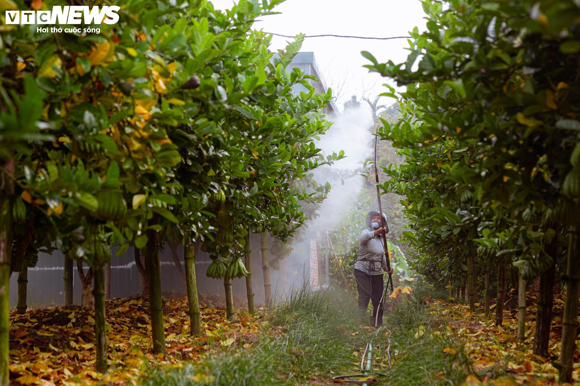 Tất bật thu hoạch, người dân trồng phật thủ ở Hà Nội bội thu - Ảnh 16.