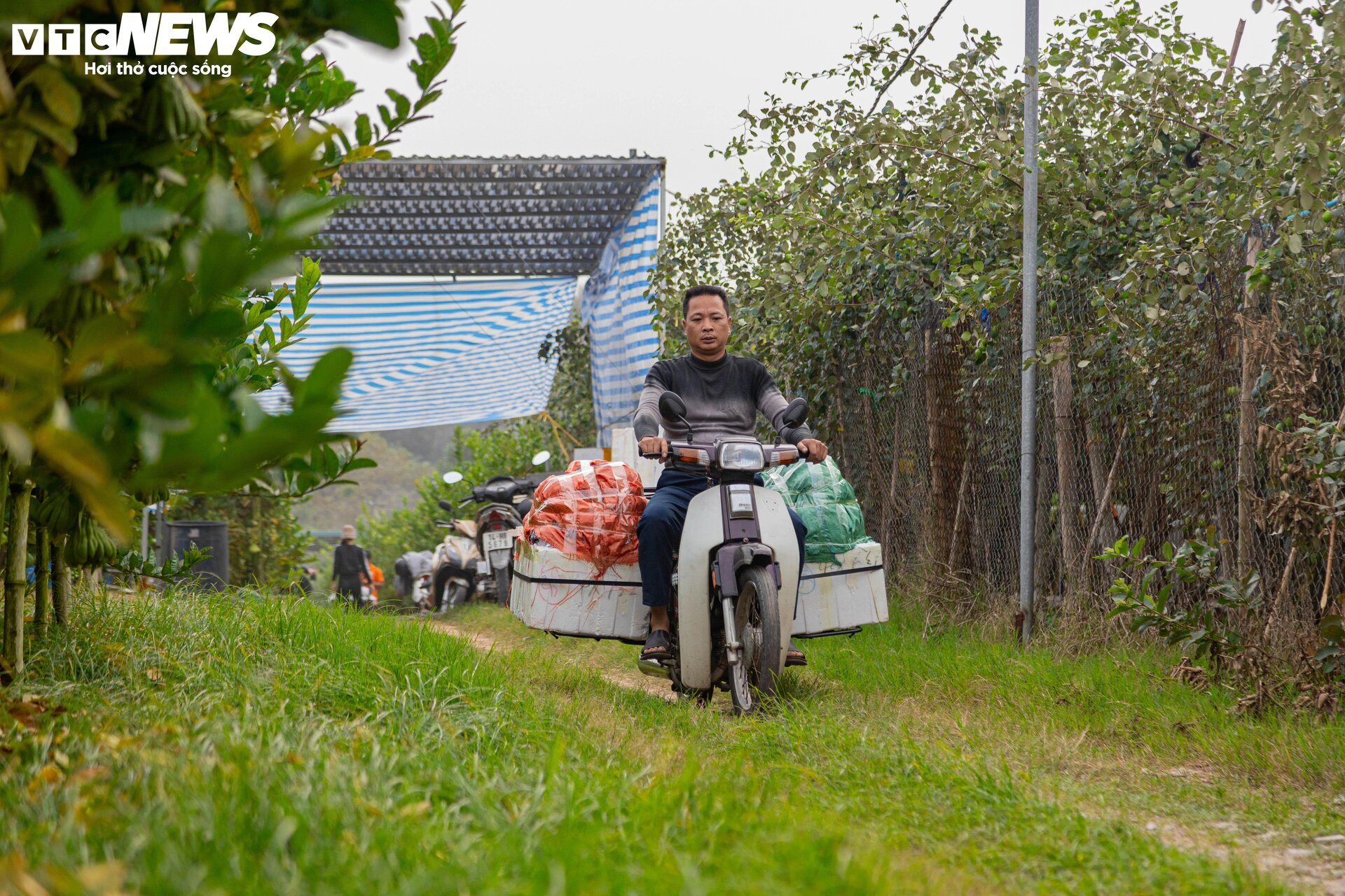 Tất bật thu hoạch, người dân trồng phật thủ ở Hà Nội bội thu - Ảnh 15.